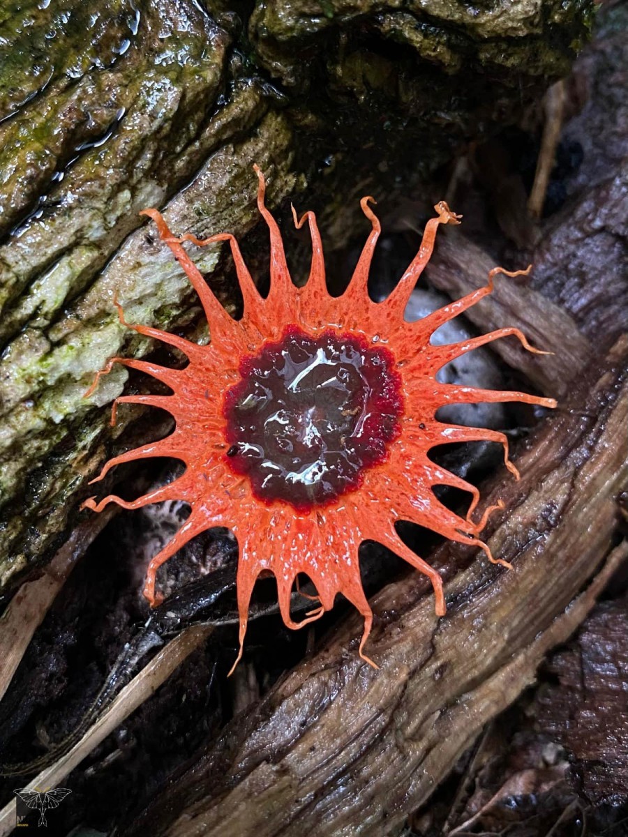 Aseroe rubra Labill